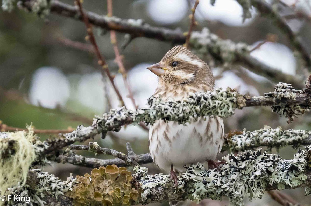 Purple Finch - Frank King