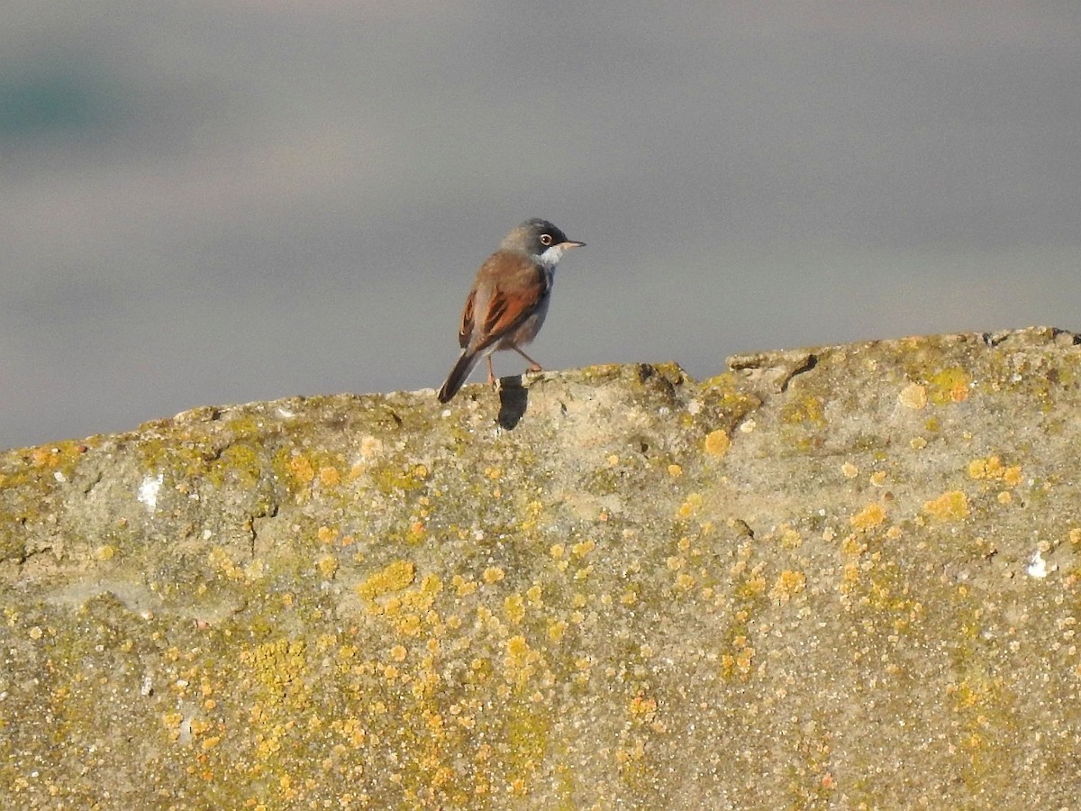 Spectacled Warbler - Carmelo García Del Rey