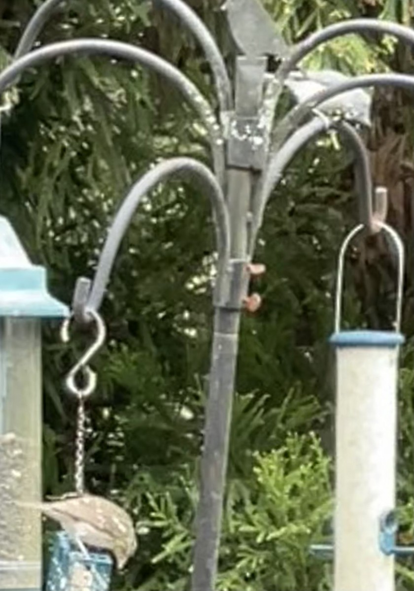 Tufted Titmouse - Bruce and Shirley Gordon