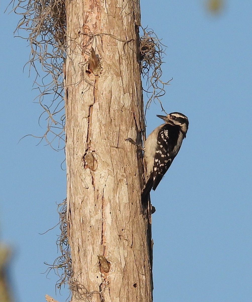 Downy Woodpecker - John  Paalvast