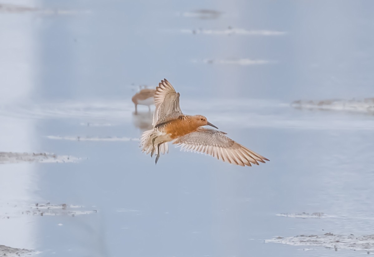 Red Knot - ML618812624