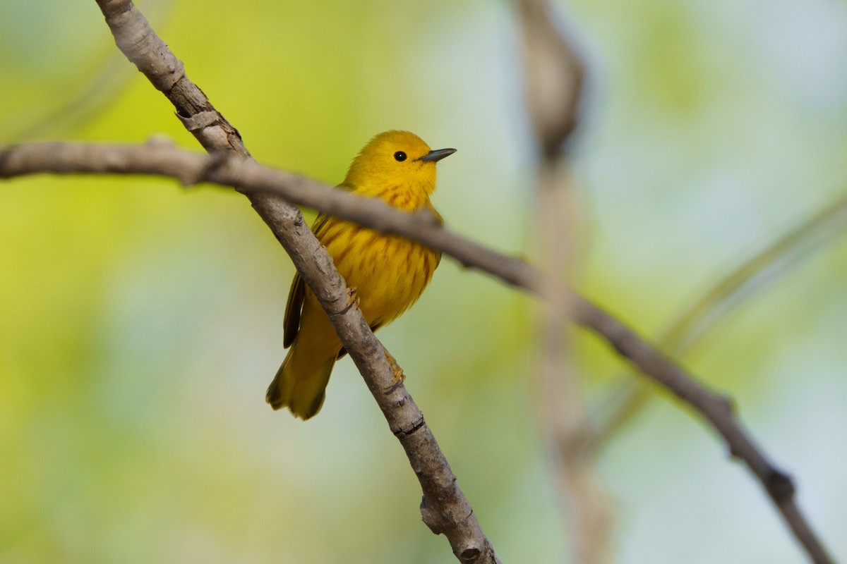 Yellow Warbler - Steve Kembel