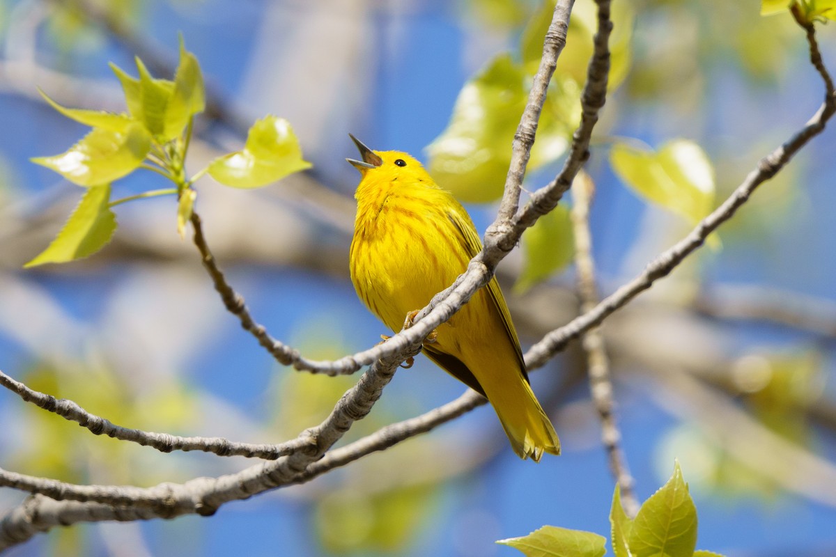 Yellow Warbler - Steve Kembel