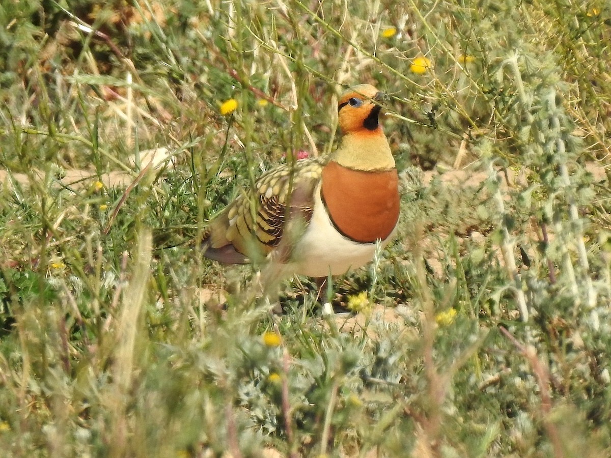 Pin-tailed Sandgrouse - Carmelo García Del Rey