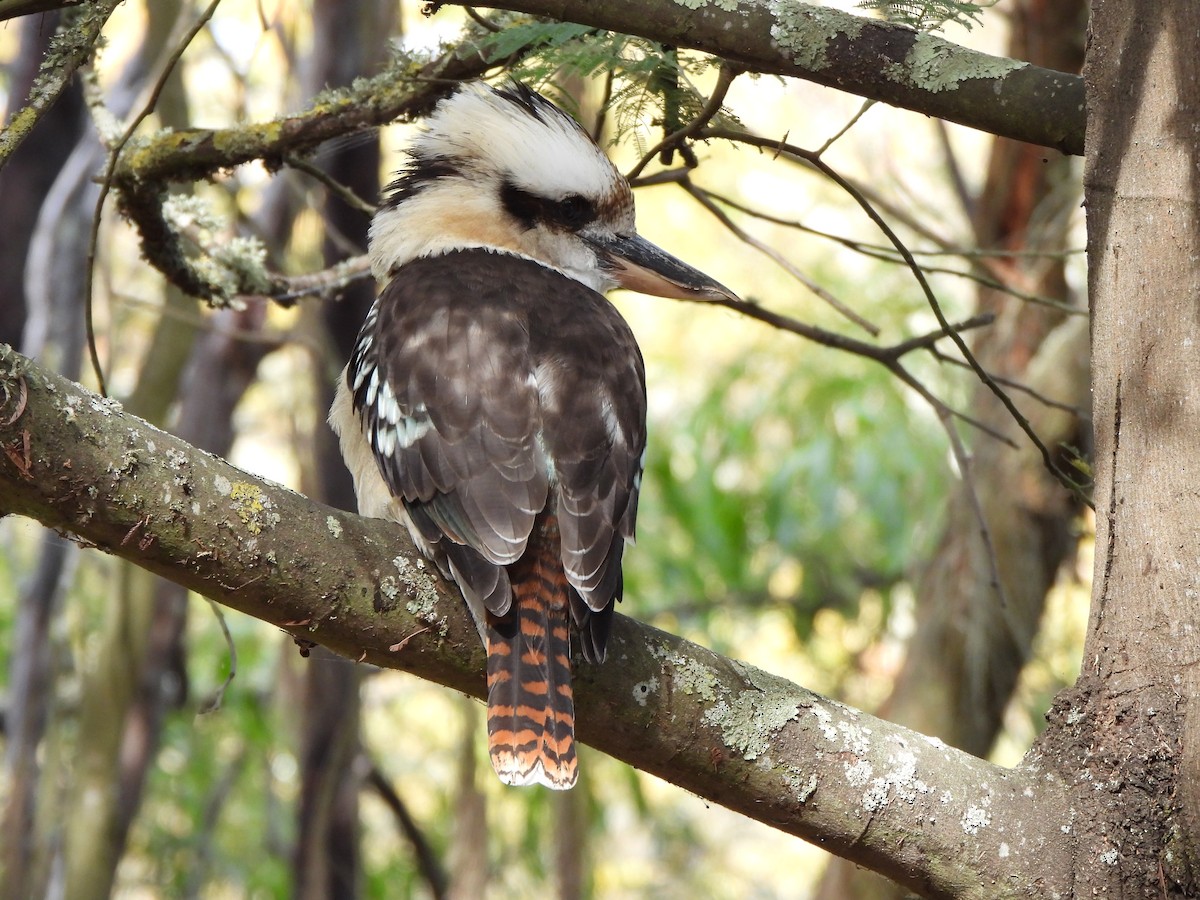 Laughing Kookaburra - Jeffrey Crawley