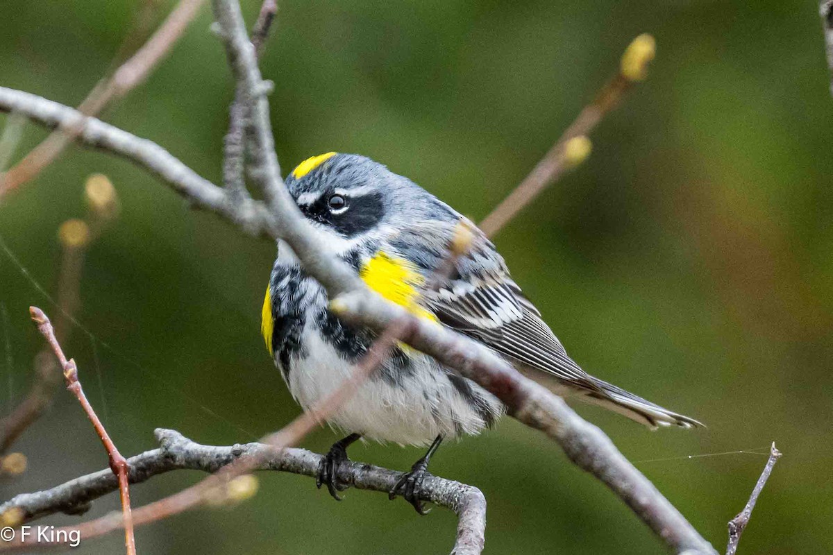 Yellow-rumped Warbler - Frank King