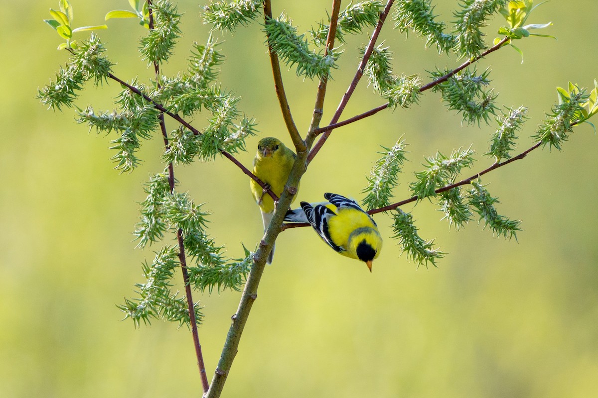 American Goldfinch - Steve Kembel