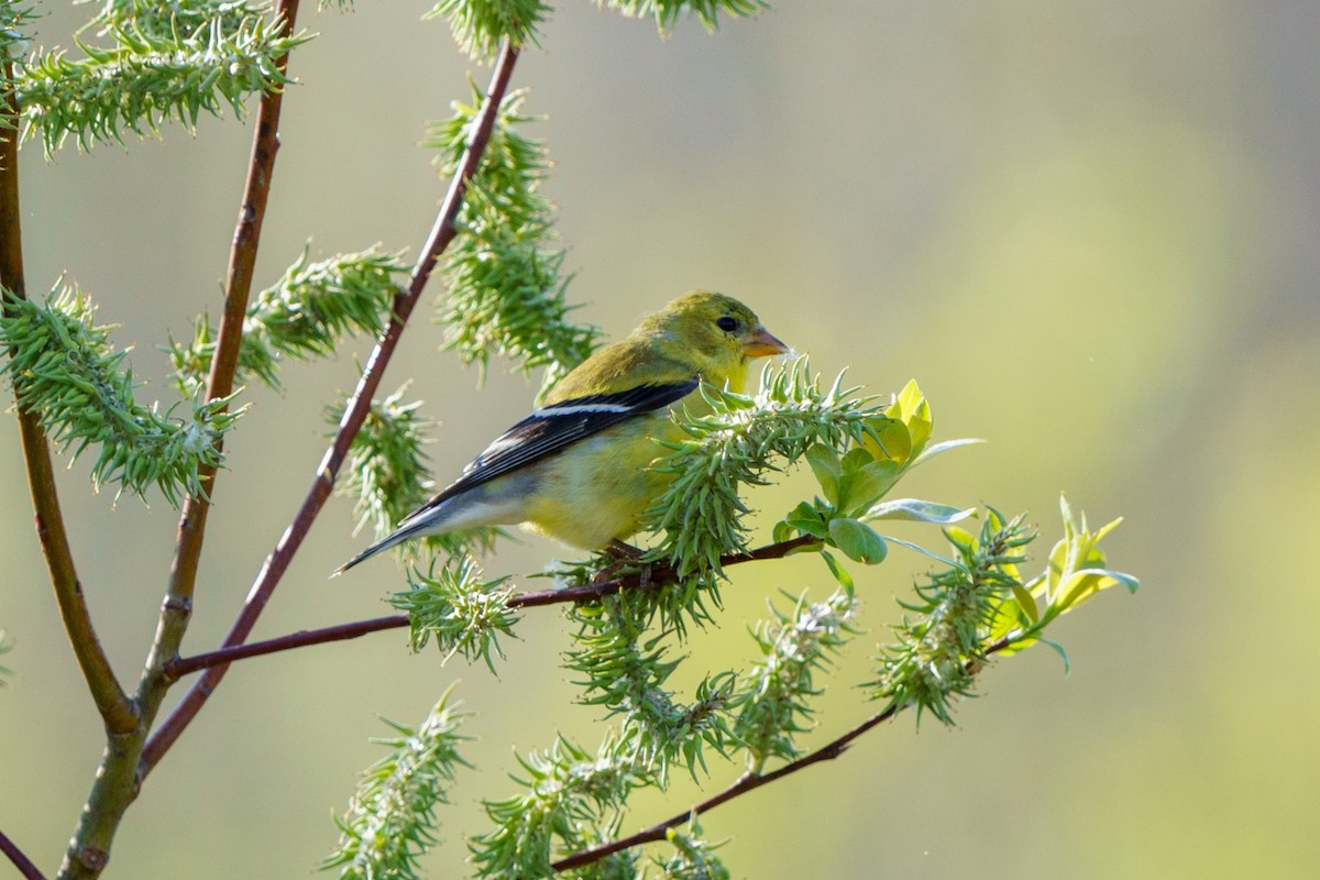 American Goldfinch - Steve Kembel