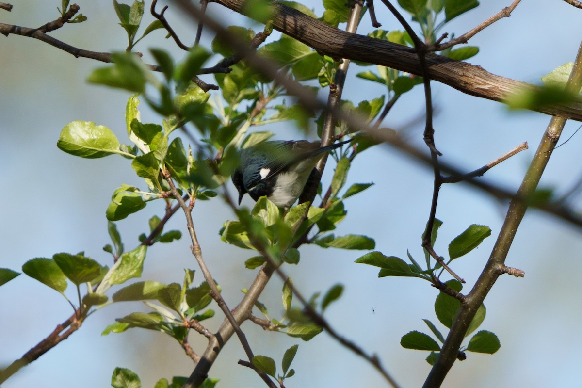Black-throated Blue Warbler - Steve Kembel