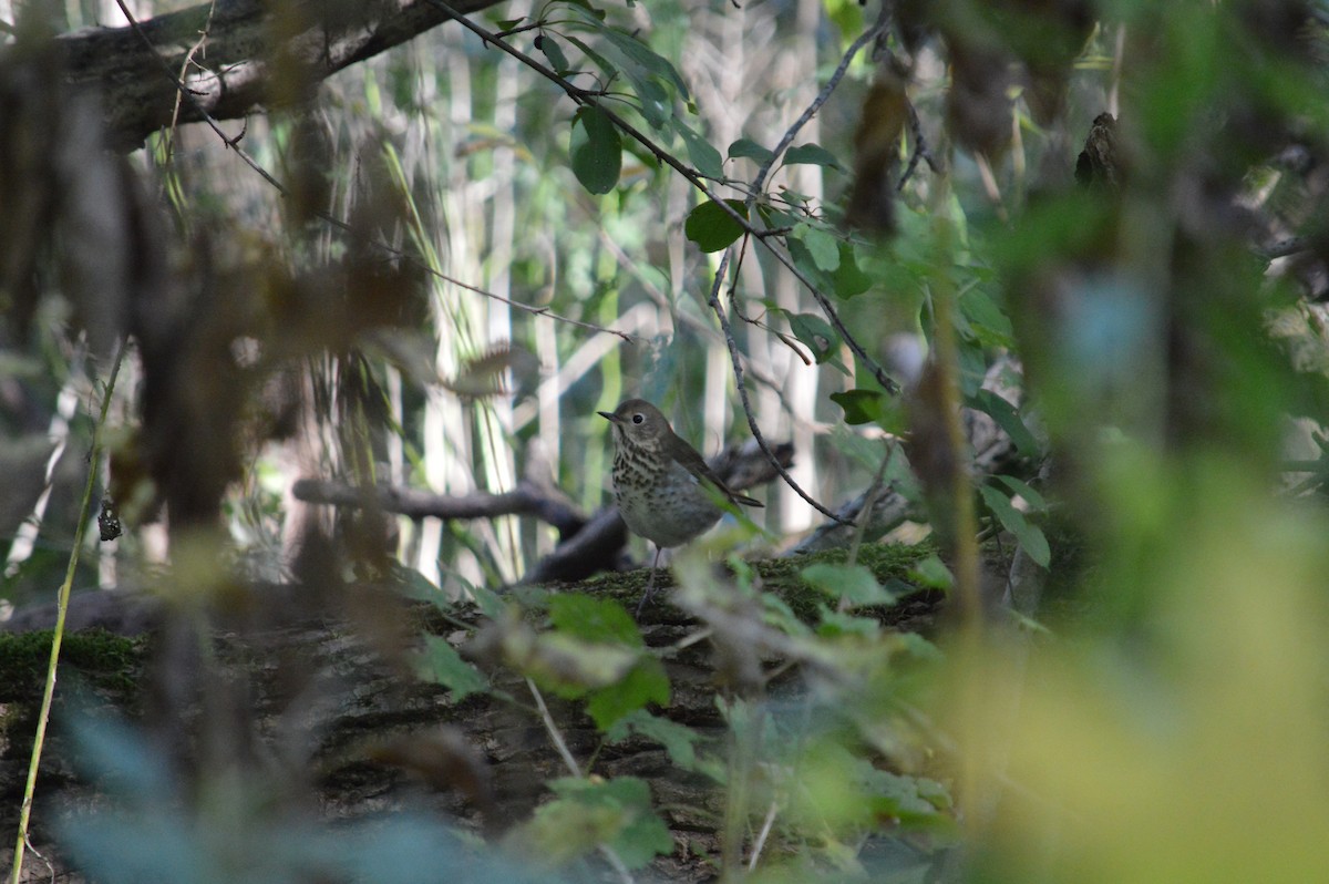 Hermit Thrush - ML618812662