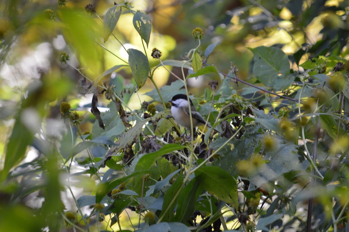 Black-capped Chickadee - Justin Hageman