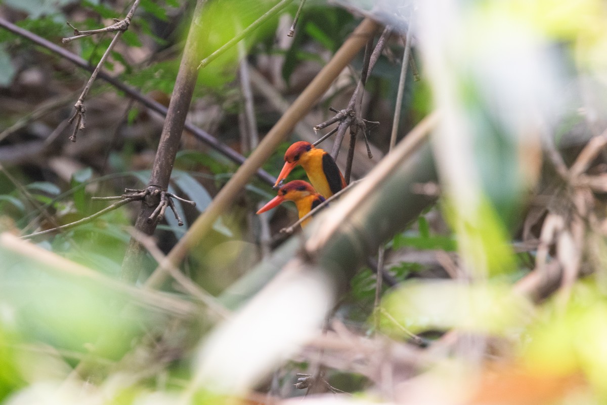 Black-backed Dwarf-Kingfisher - ML618812671