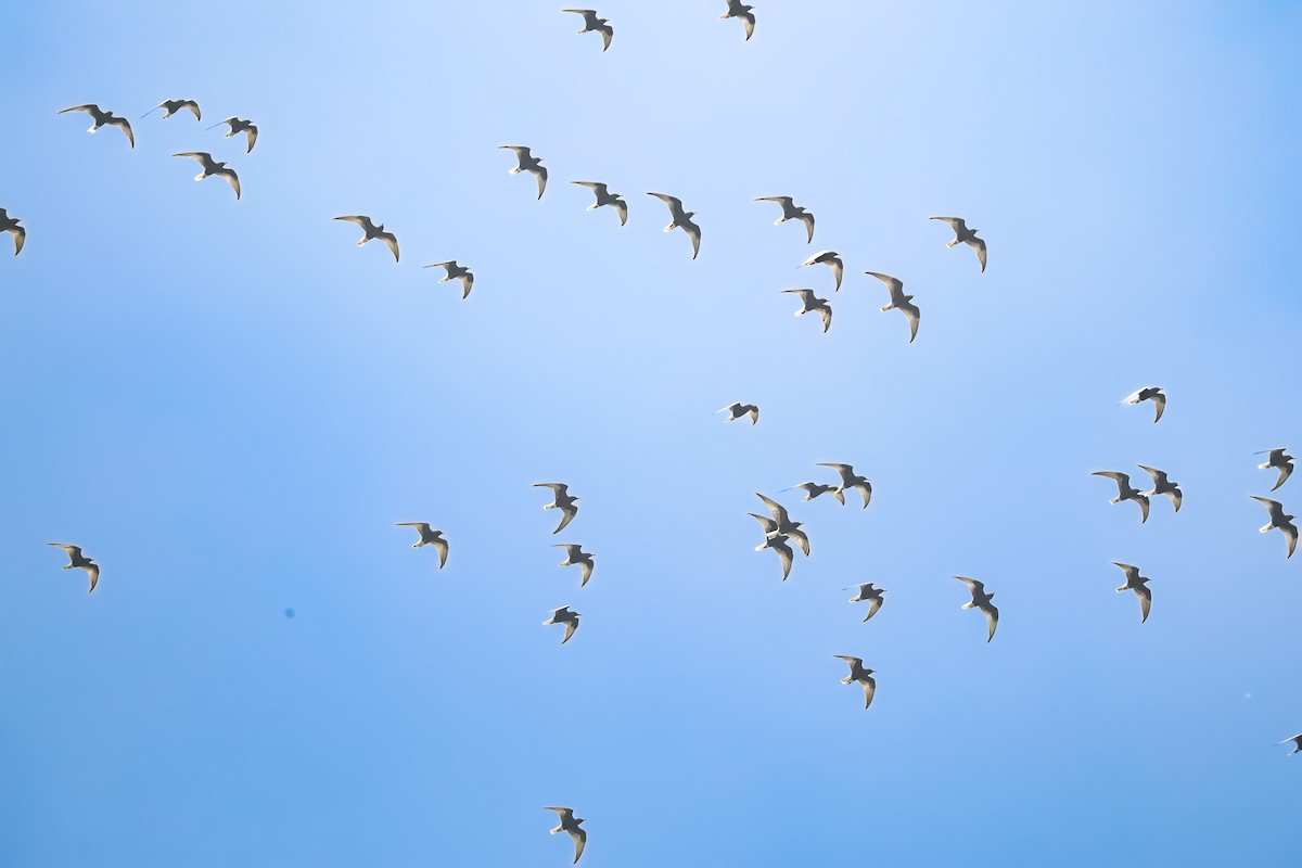 White-winged Tern - Akshat K