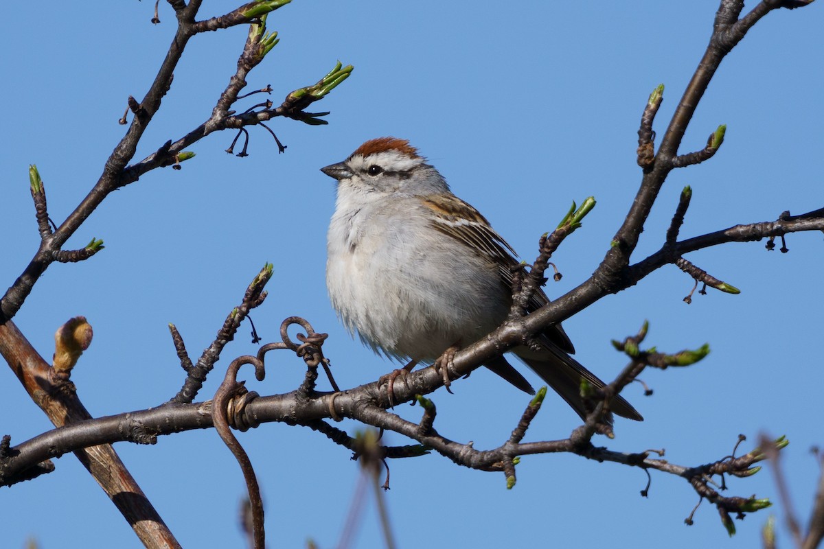 Chipping Sparrow - Steve Kembel