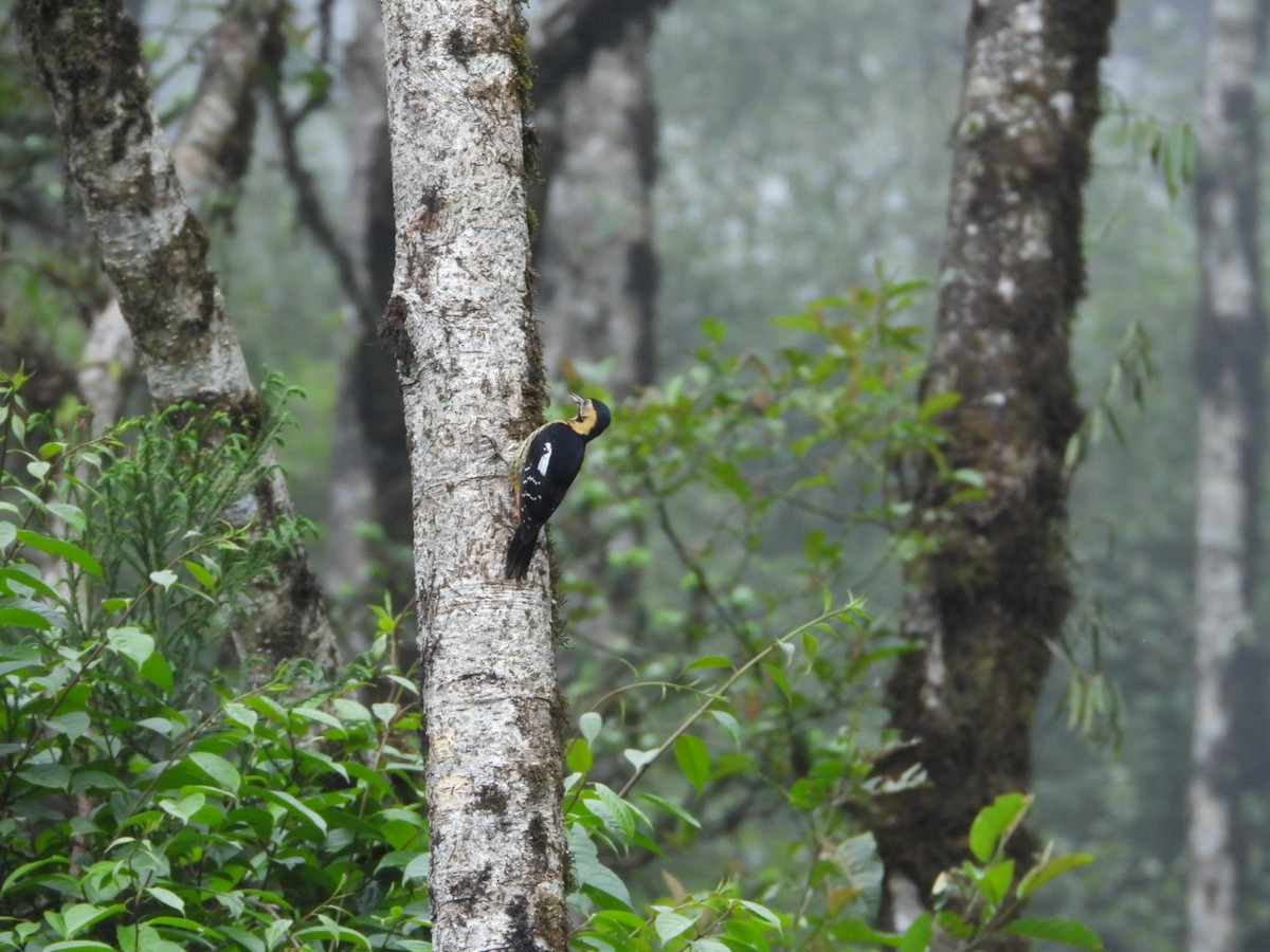 Darjeeling Woodpecker - Chaiti Banerjee