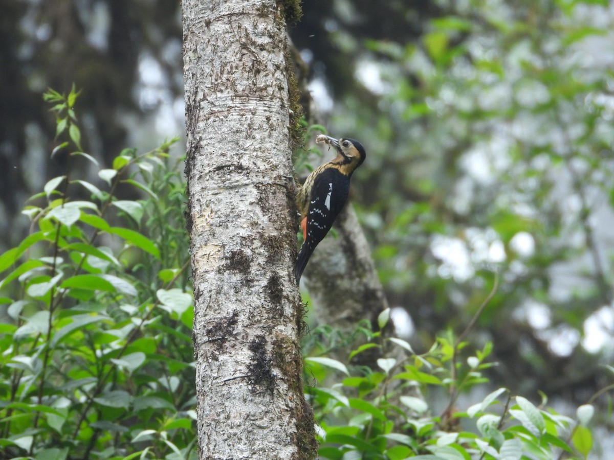 Darjeeling Woodpecker - Chaiti Banerjee