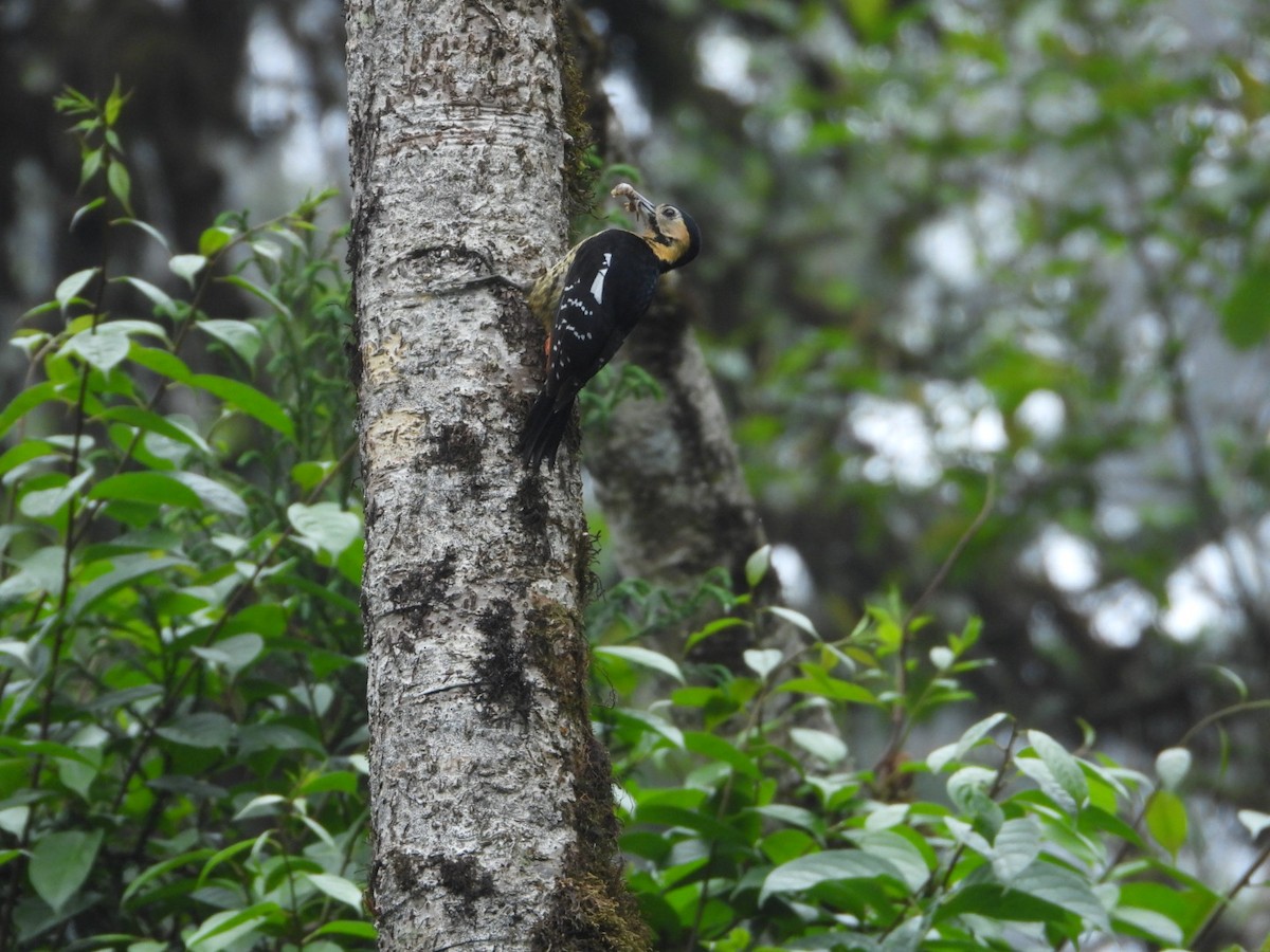 Darjeeling Woodpecker - Chaiti Banerjee