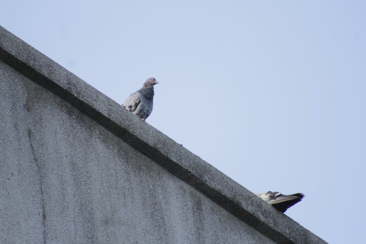 Rock Pigeon (Feral Pigeon) - Supalak Siri