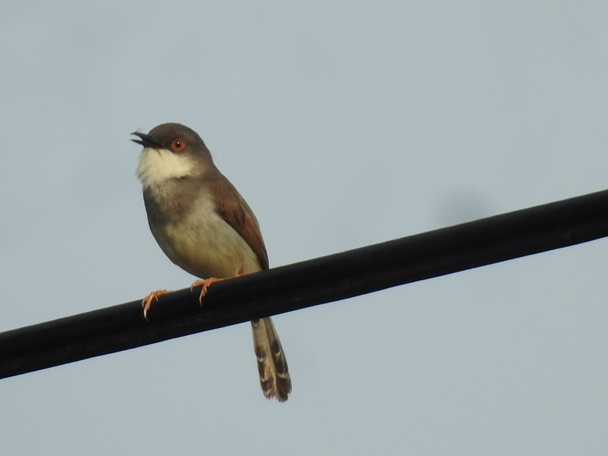 Gray-breasted Prinia - Win Nwe