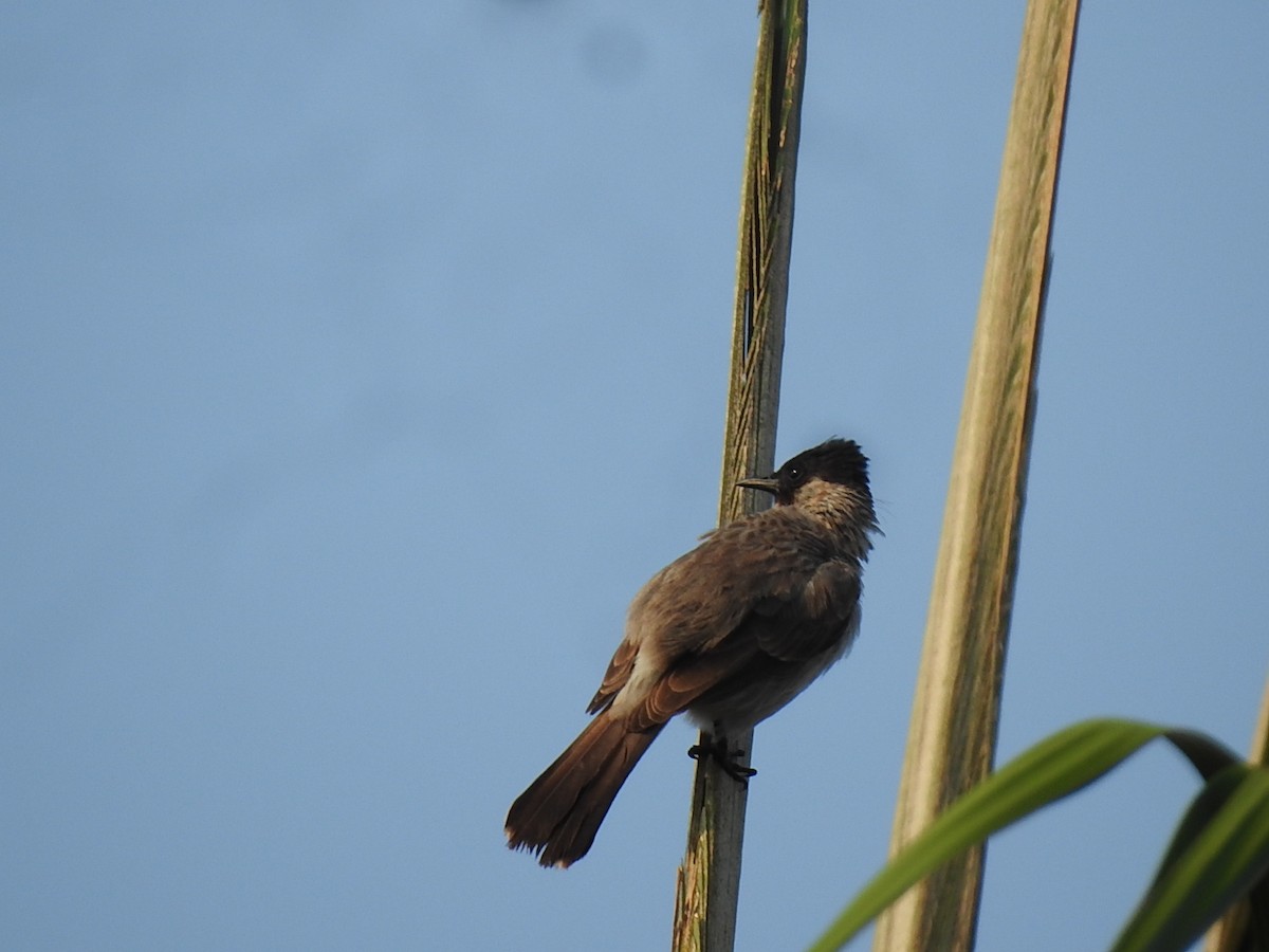 Sooty-headed Bulbul - ML618812731