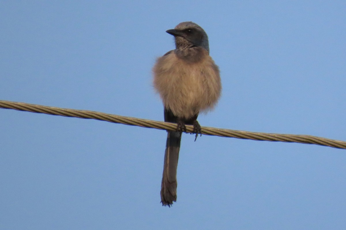 Florida Scrub-Jay - Tom Obrock