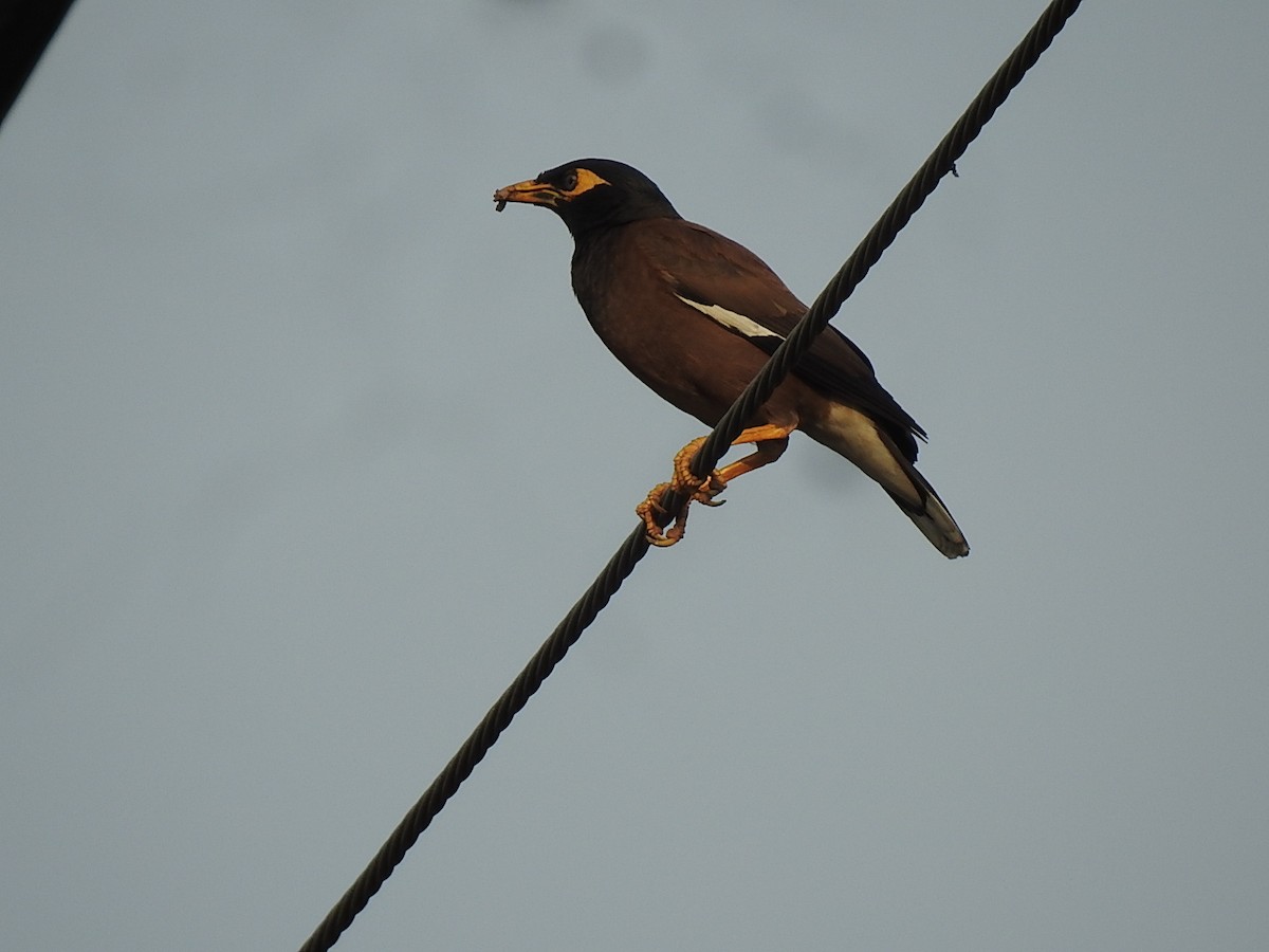 Common Myna - Win Nwe