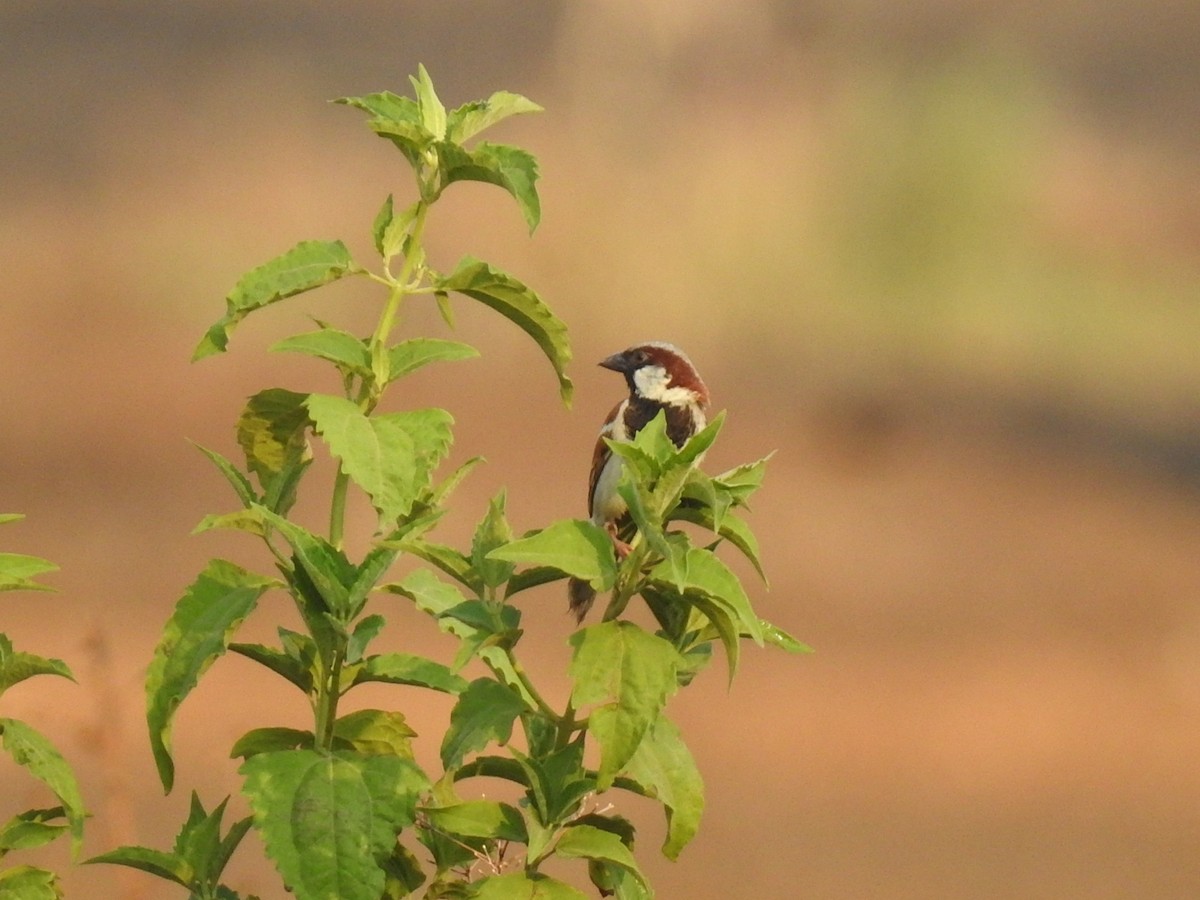 House Sparrow - Win Nwe