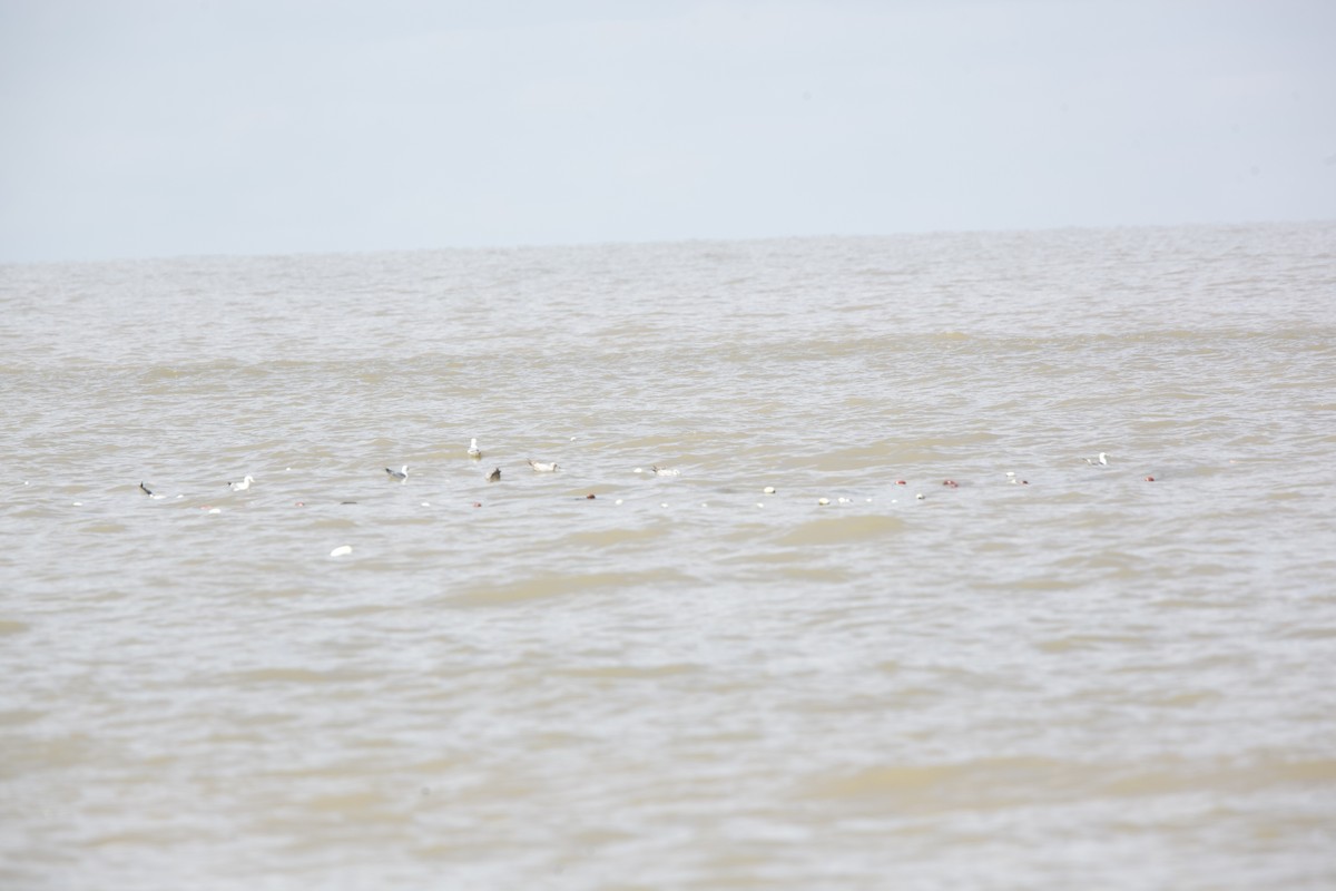 Ring-billed Gull - Paul Miller