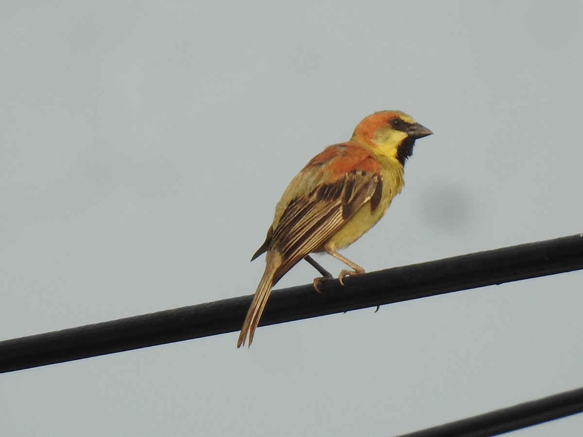 Plain-backed Sparrow - ML618812760
