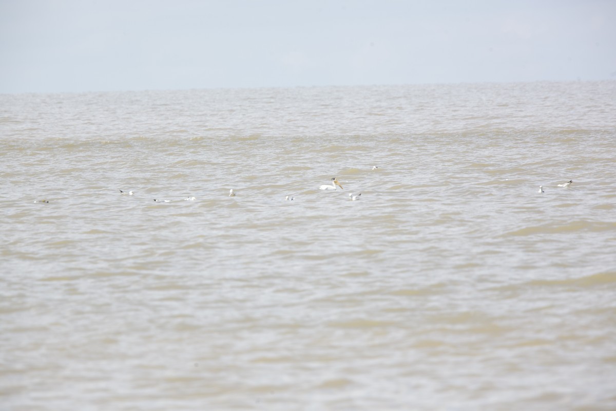 American White Pelican - ML618812765