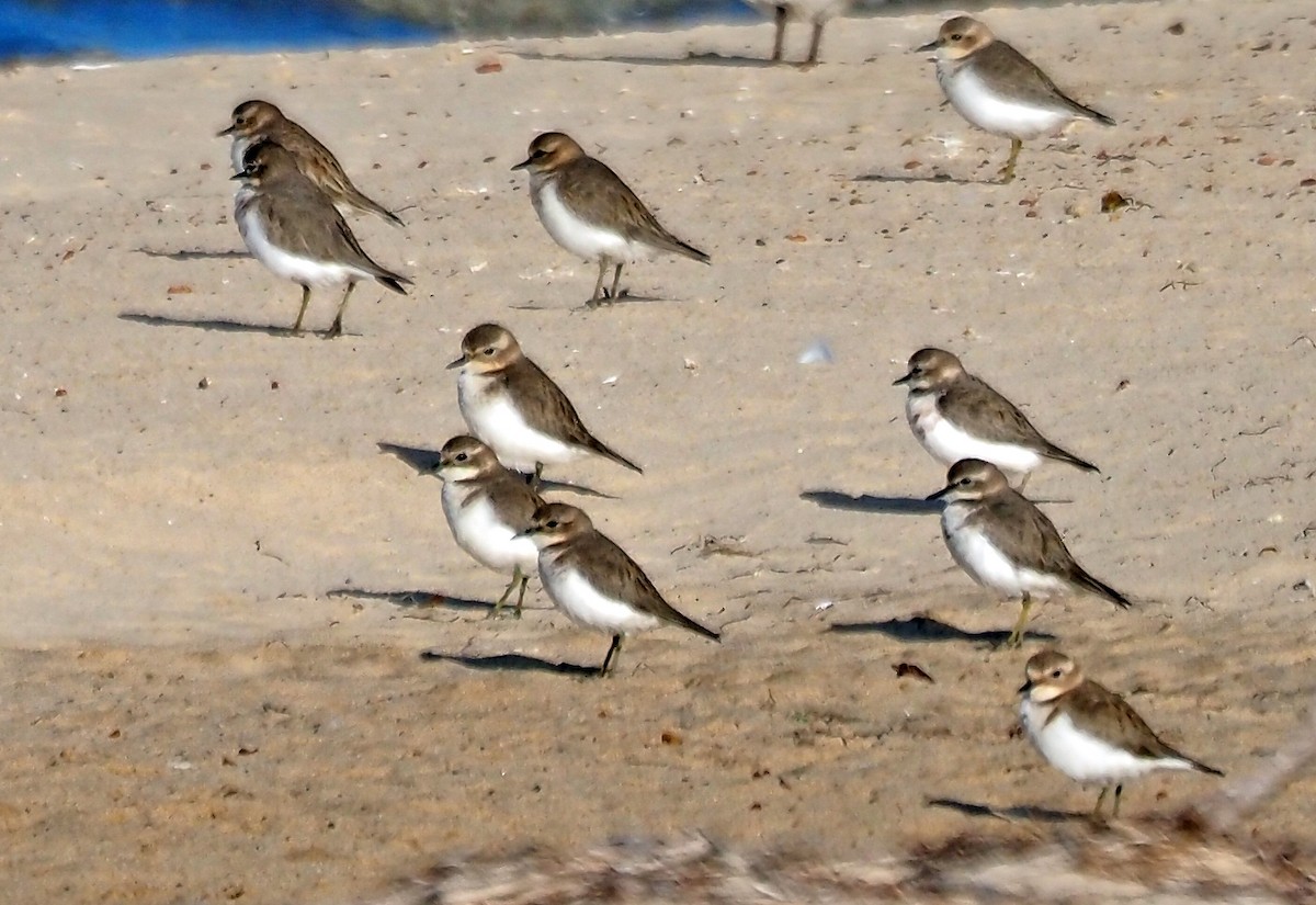 Double-banded Plover - Steve Law