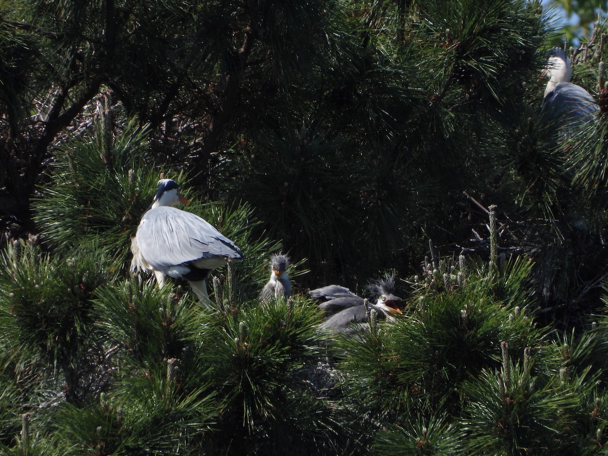 Gray Heron - Yutaka Ishizu