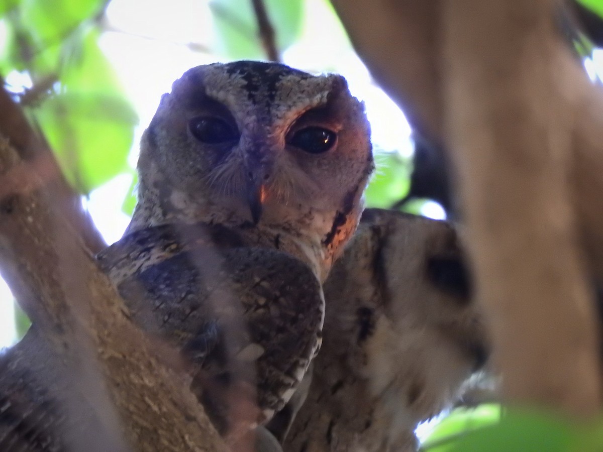 Indian Scops-Owl - ML618812770