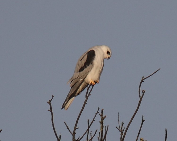 White-tailed Kite - Linda Dalton