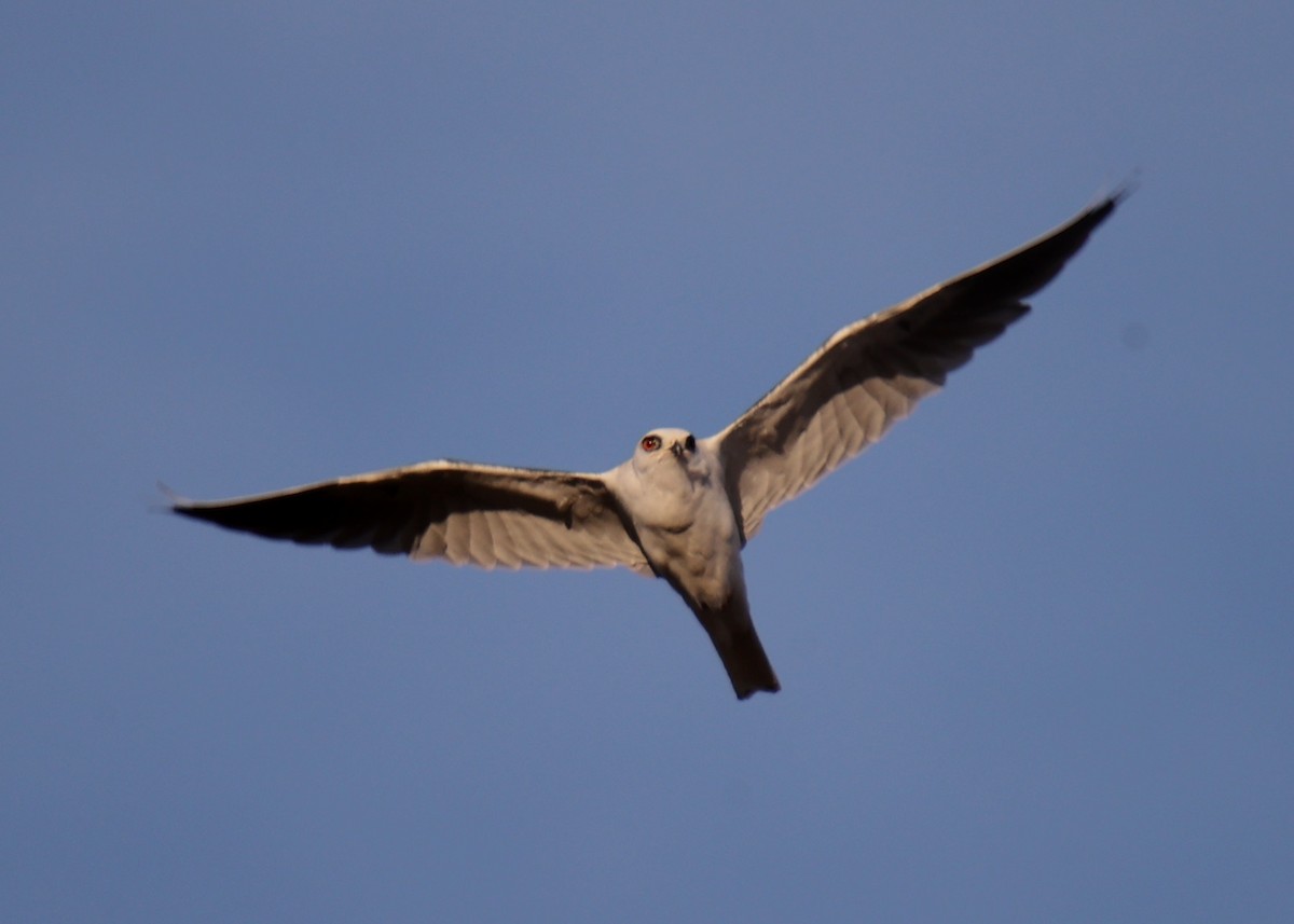 White-tailed Kite - Linda Dalton