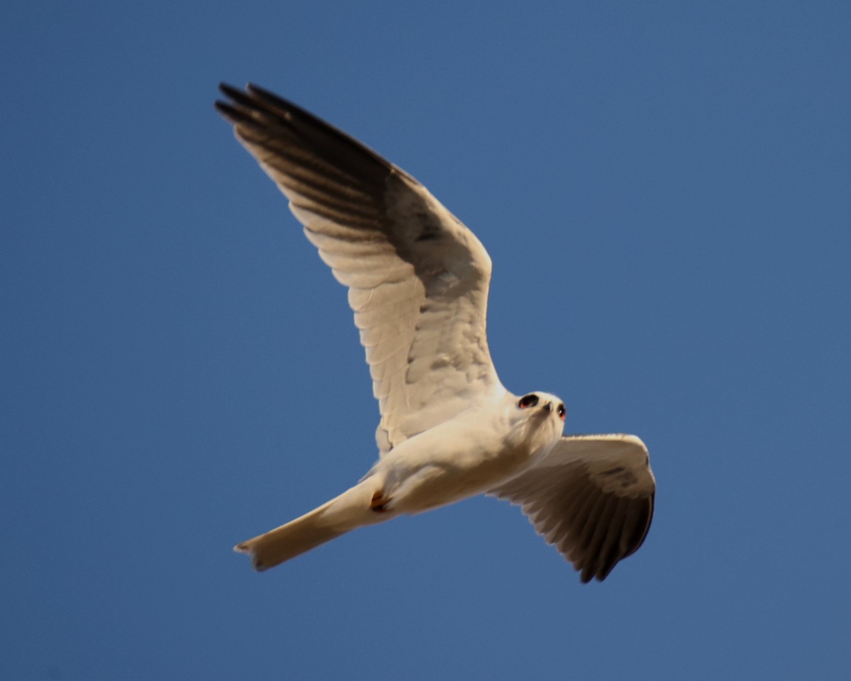 White-tailed Kite - Linda Dalton