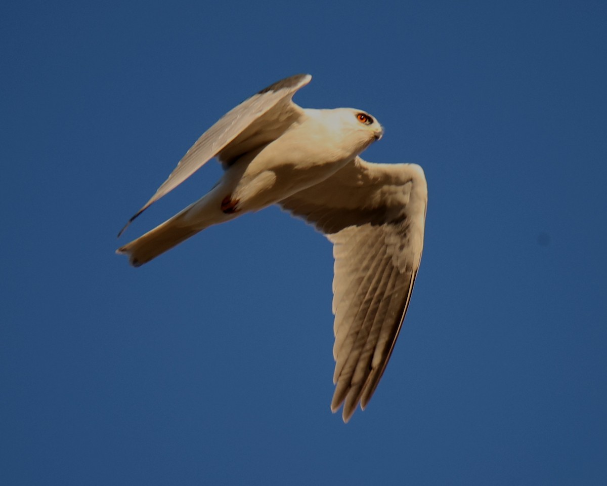 White-tailed Kite - Linda Dalton