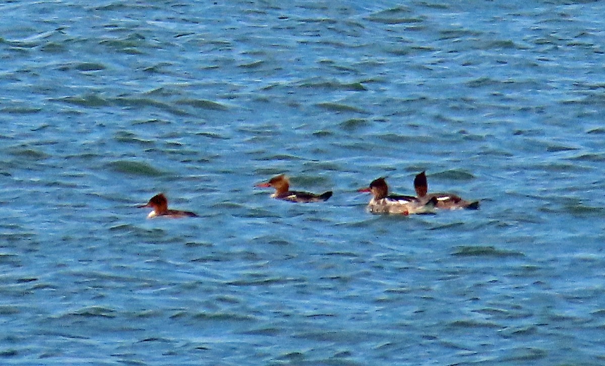 Red-breasted Merganser - JoAnn Potter Riggle 🦤