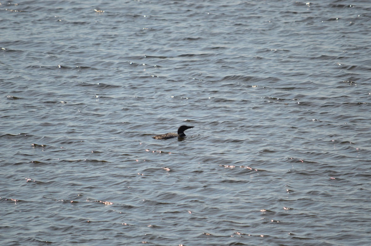 Common Loon - Justin Hageman