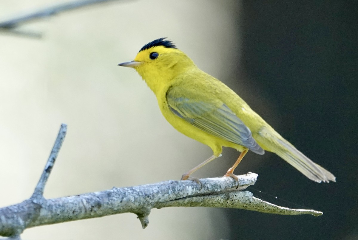 Wilson's Warbler - Jolene Cortright