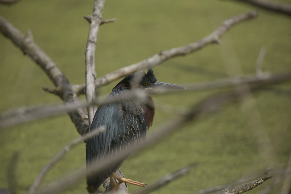 Green Heron - Paul Miller