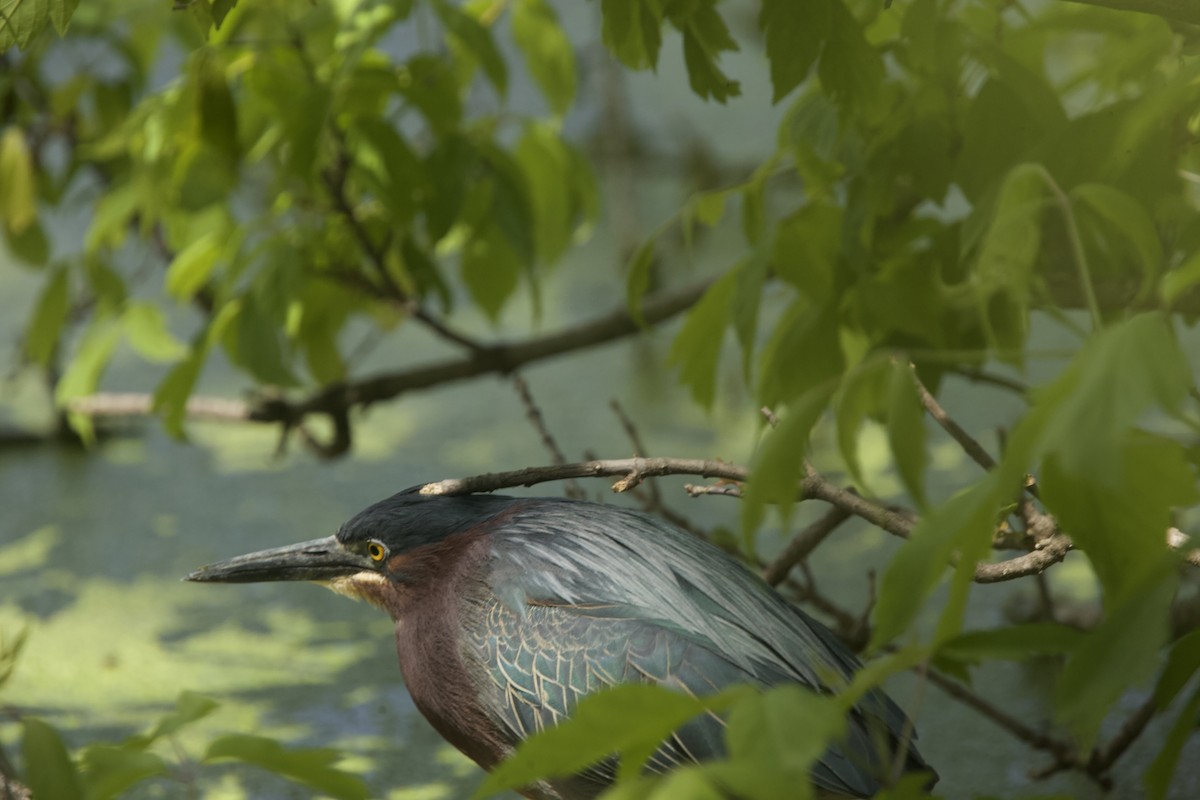 Green Heron - Paul Miller