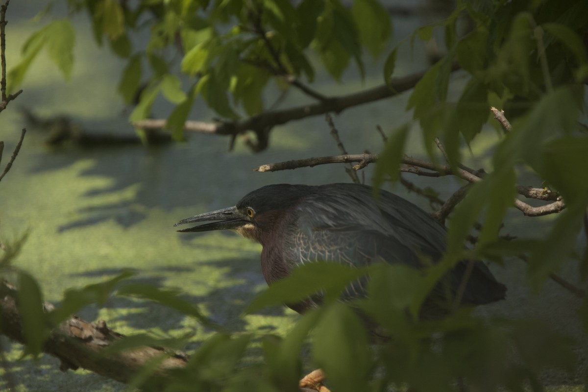 Green Heron - Paul Miller