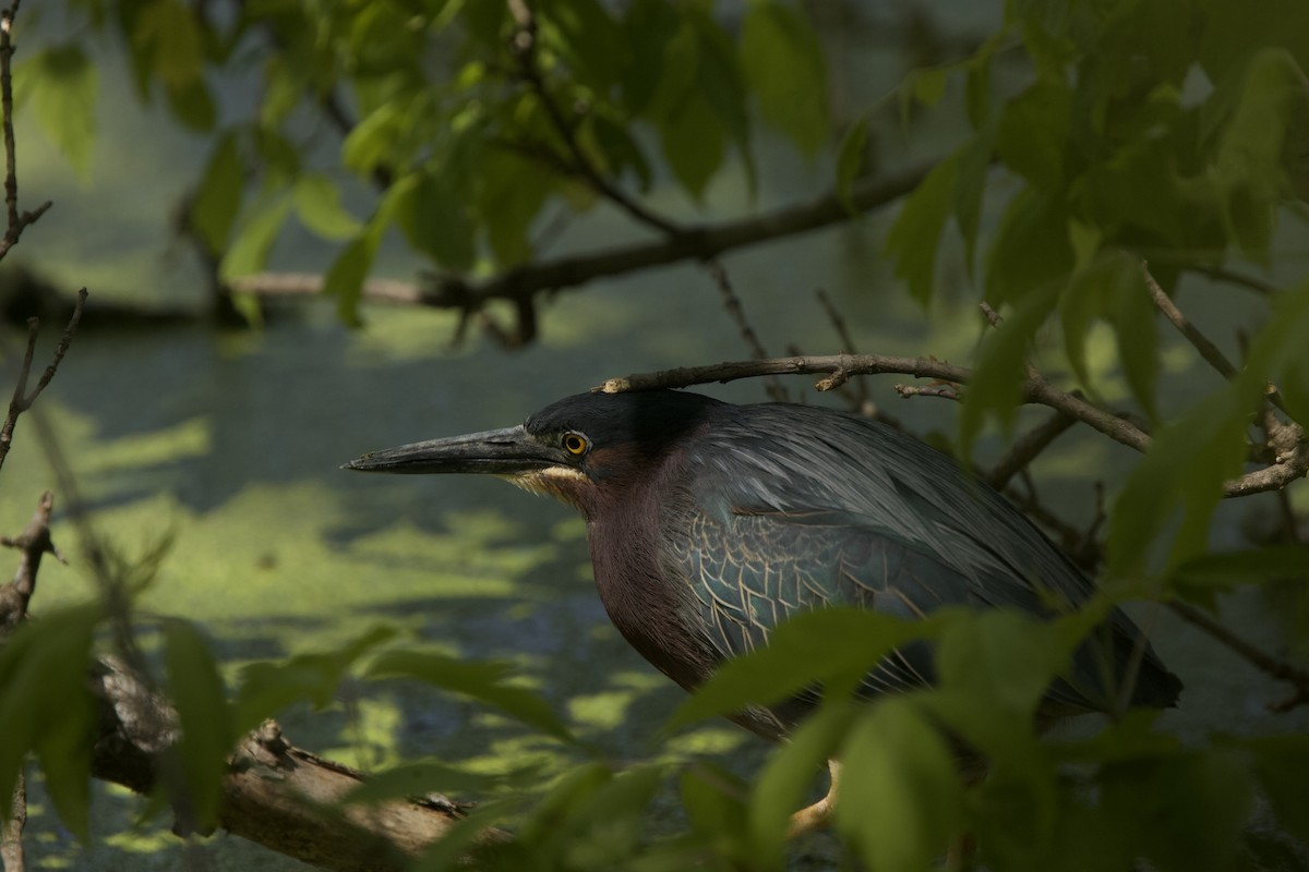 Green Heron - Paul Miller