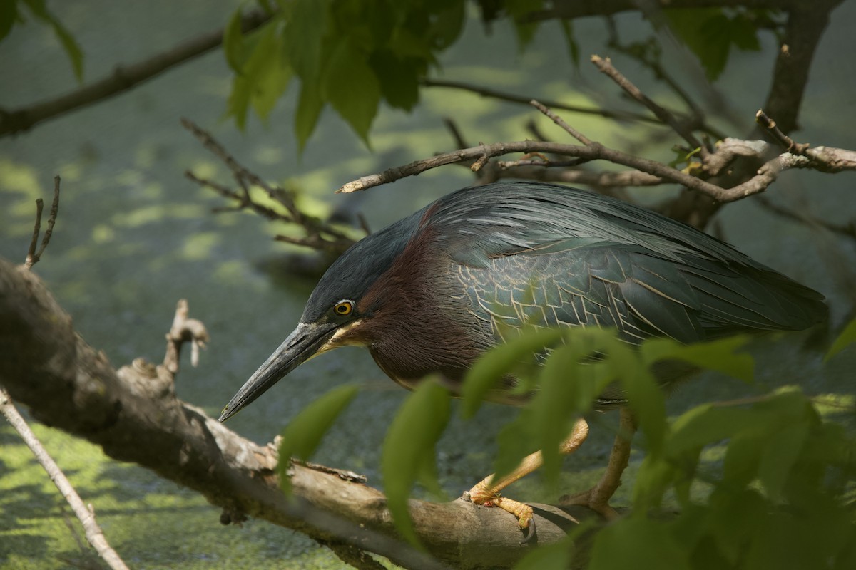 Green Heron - Paul Miller