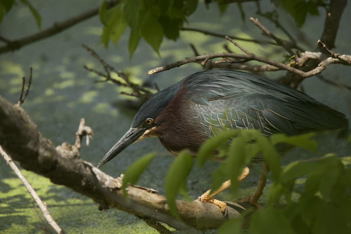 Green Heron - Paul Miller