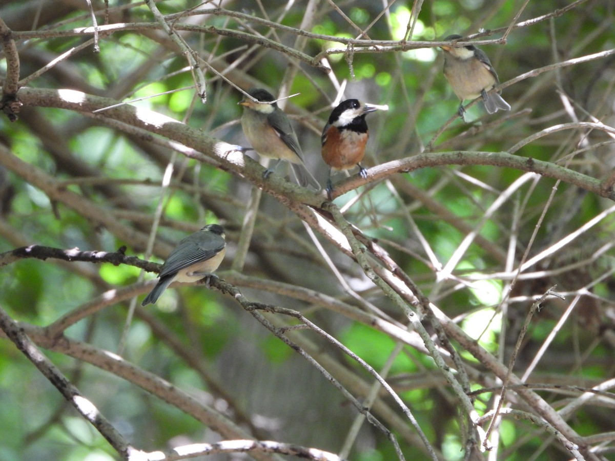 Mésange variée - ML618812821