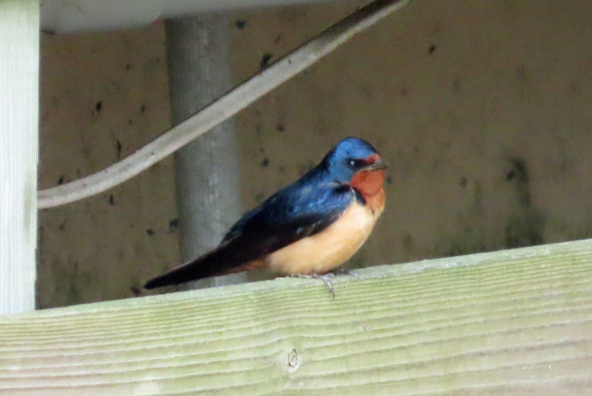 Barn Swallow - JoAnn Potter Riggle 🦤