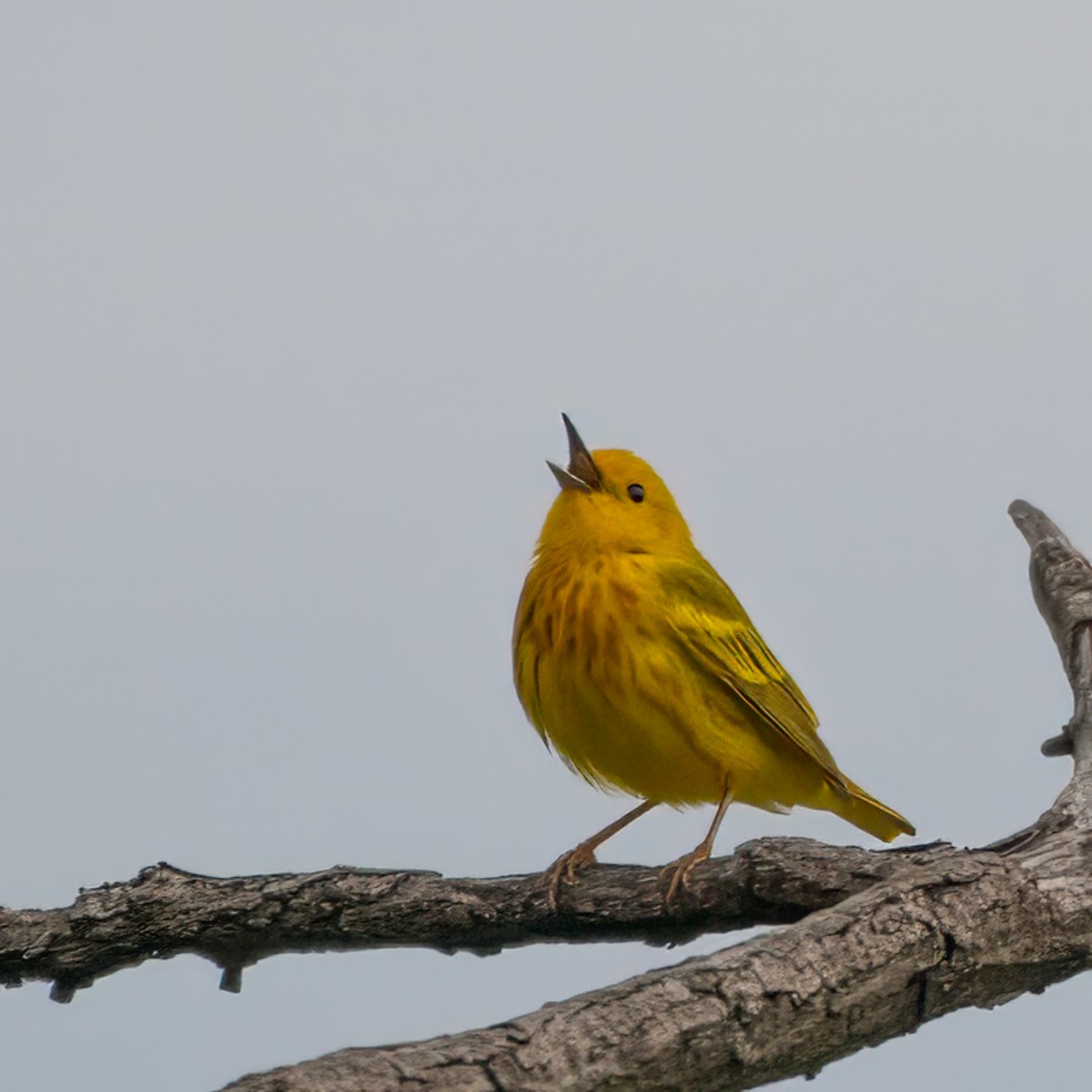 Yellow Warbler - Susan Nishio