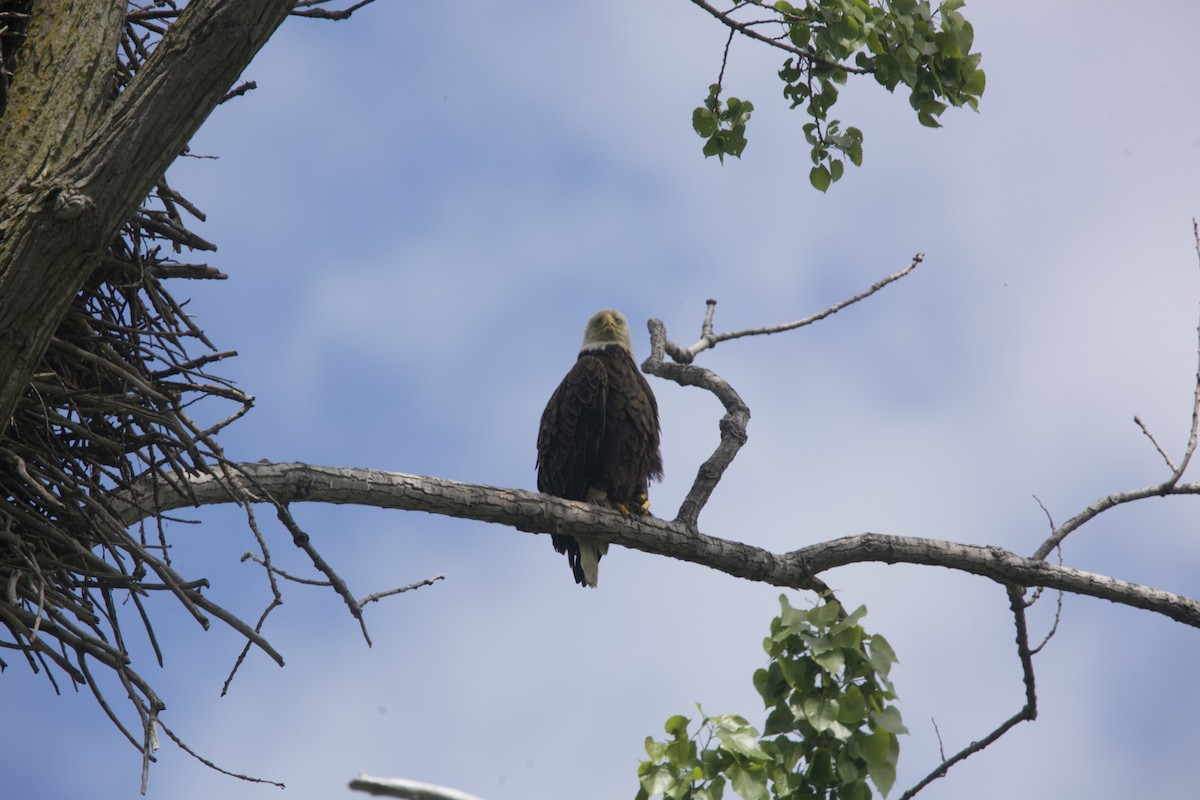 Bald Eagle - Paul Miller